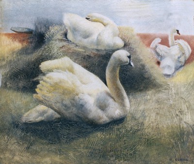 Swans Nesting