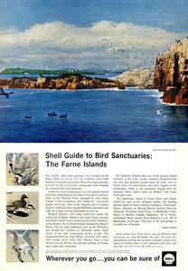 Shell Guide to Bird Sanctuaries: The Farne Islands advertisement