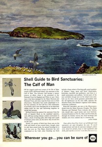 Press advertisement illustrated by Richard's "The Calf of Man".