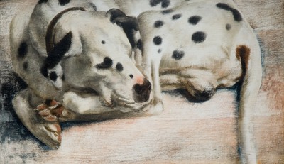 Grock, a Dalmatian Dog