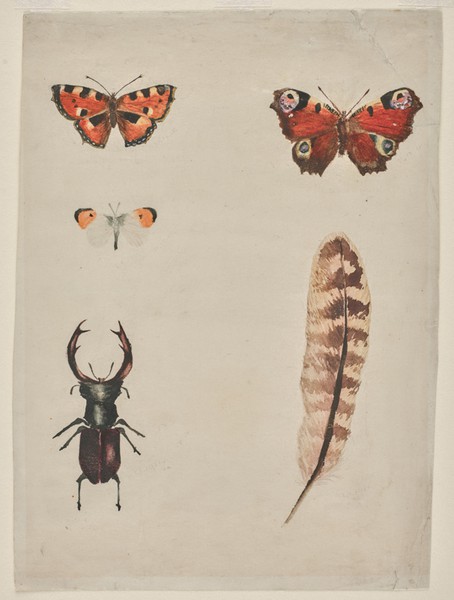 Study of Butterflies, Feather and Beetle (1918)