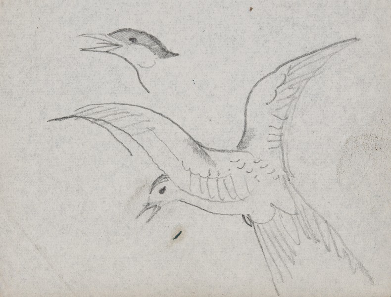 Sketch_00-001 Caithness gulls (c1959)