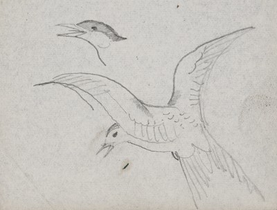 Sketch_00-001 Caithness gulls