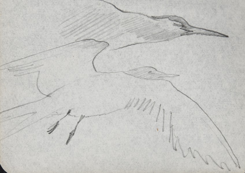 Sketch_00-002 Caithness gulls (c1959)