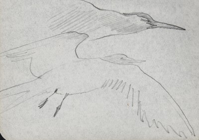 Sketch_00-002 Caithness gulls