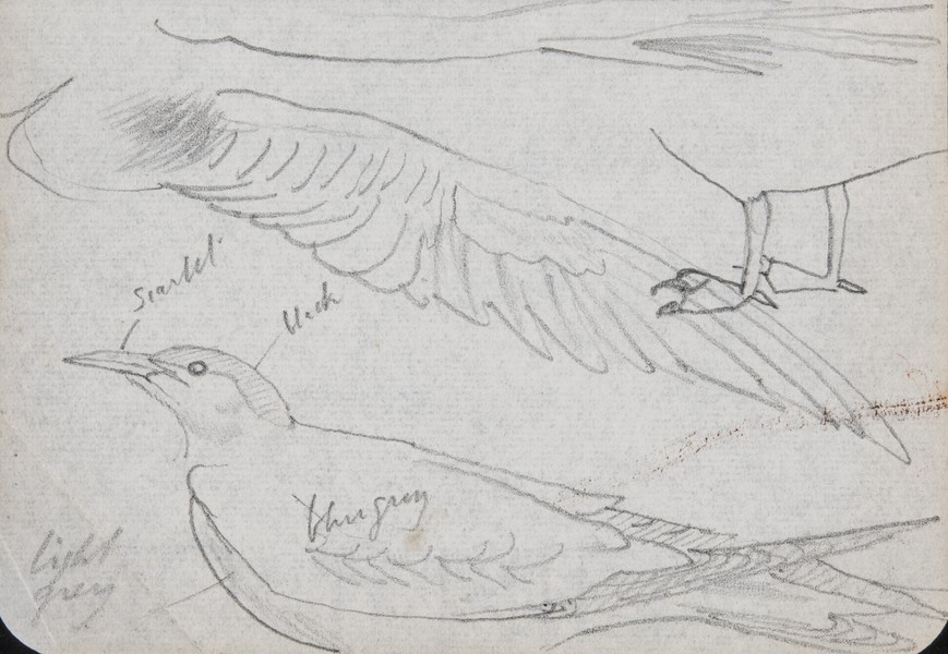 Sketch_00-003 Caithness gulls (c1959)