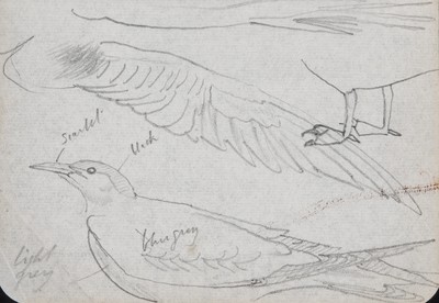 Sketch_00-003 Caithness gulls