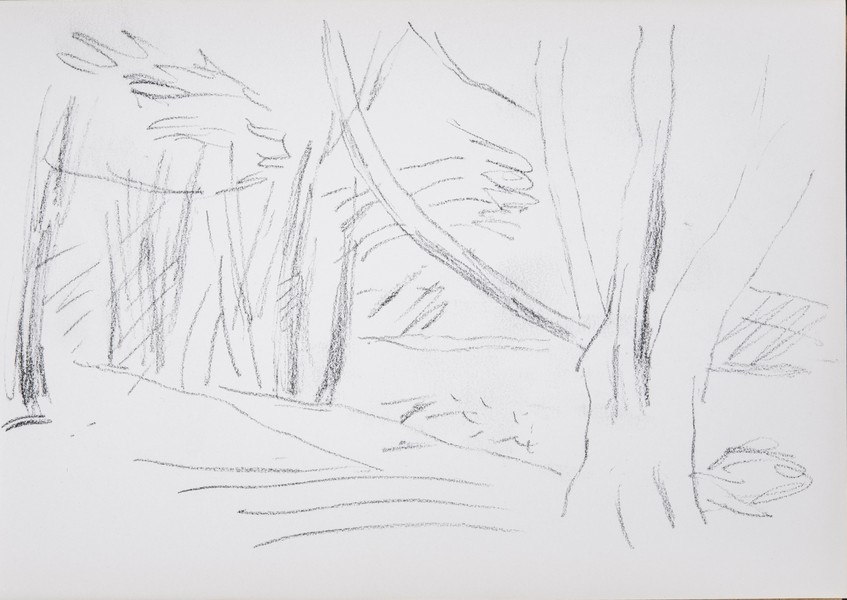 Sketch_09-15 woodland trees (Date unknown)