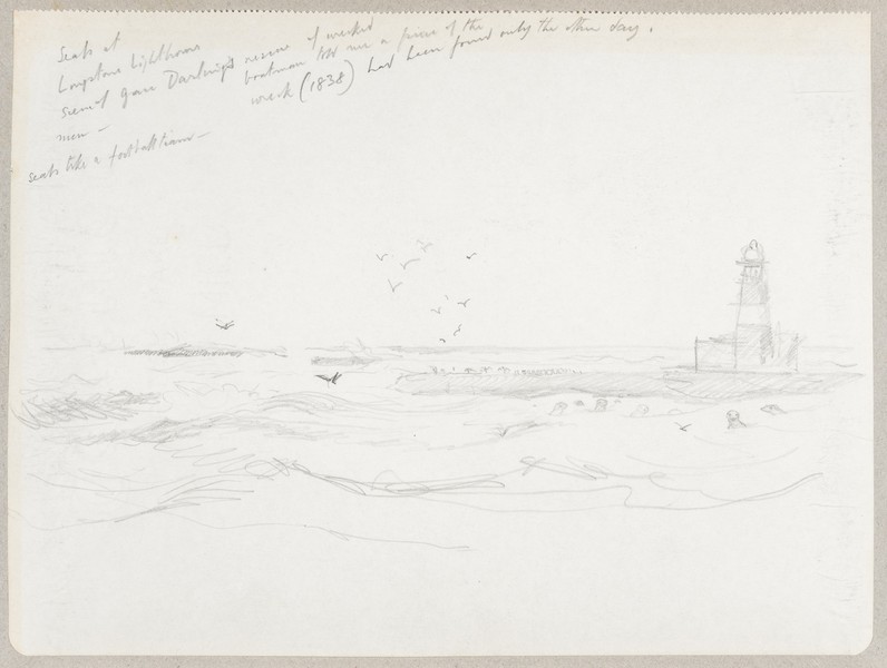 Sketch_18-50 Seals at Longstone Lighthouse Farne (August 1964)