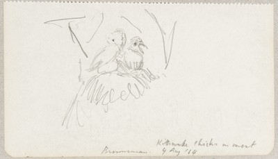 Sketch_18-42 Kittiwake chicks on nest  Brownsman